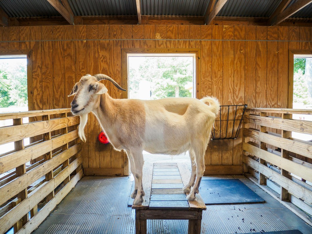 Goat standing on a wooden platform inside a barn