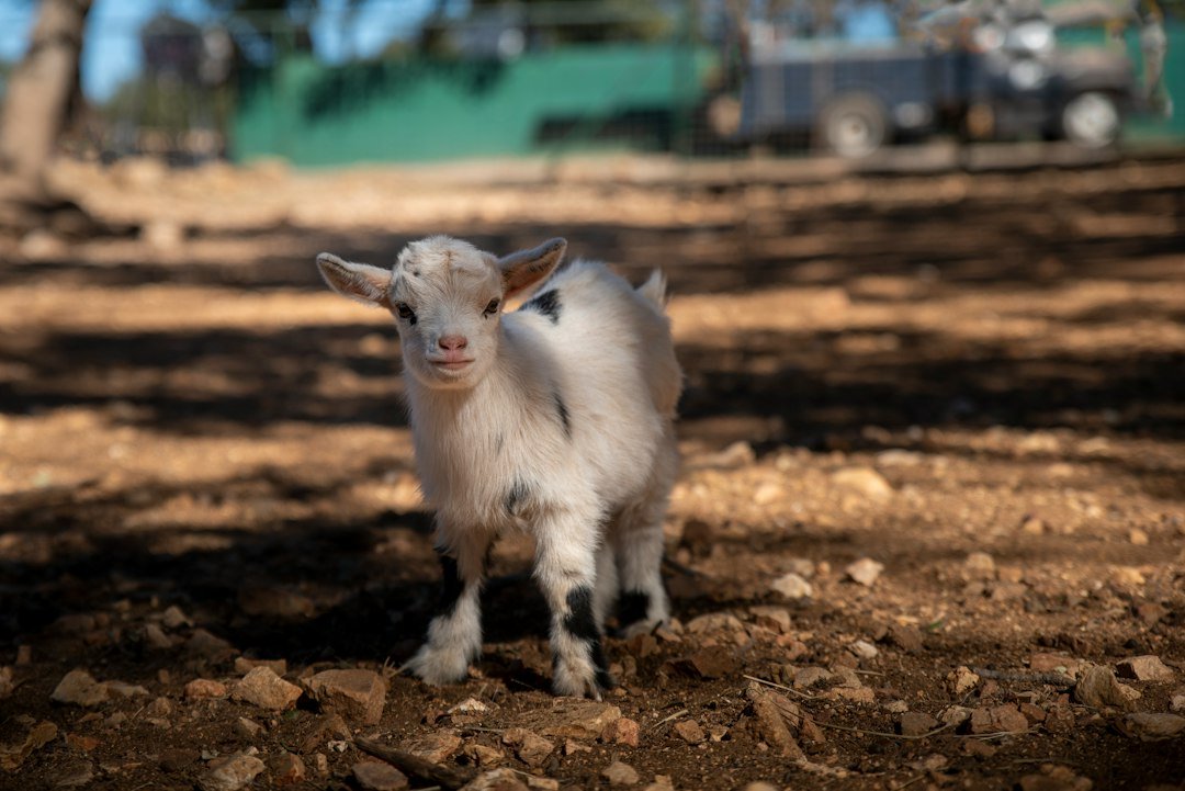Healthy newborn baby goat standing on grass