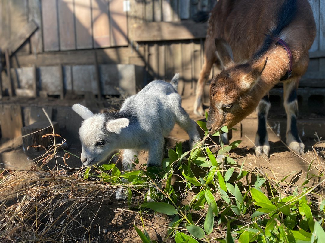 Mother goat and her kid grazing together on a farm