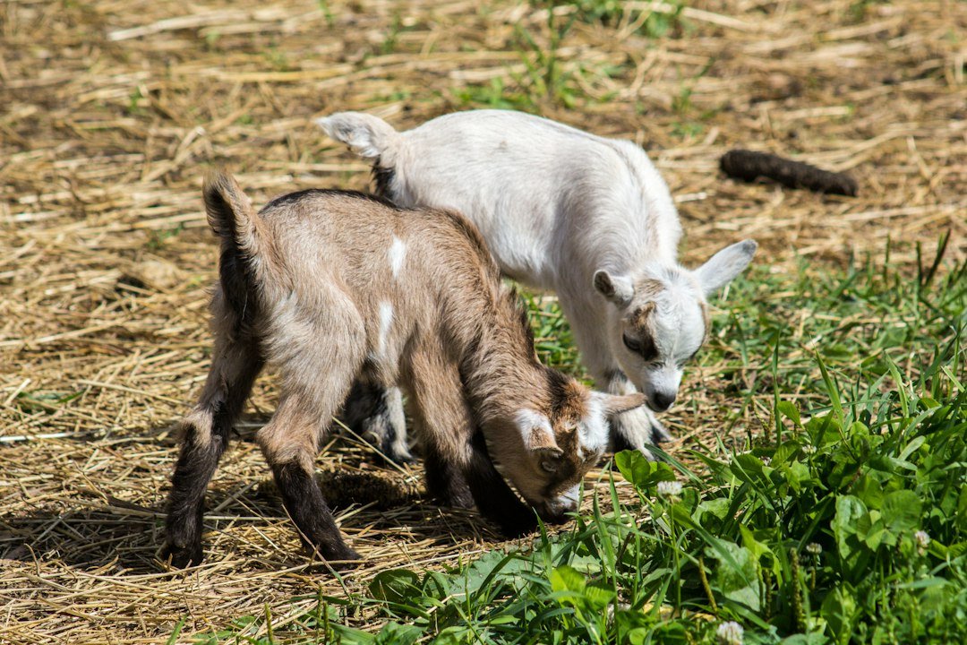 Two goat kids eating grass in a field
